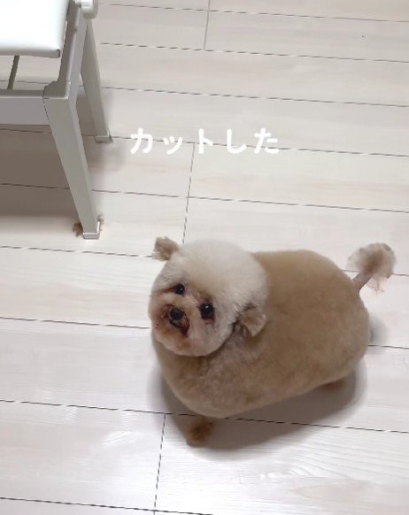 いなりずしみたい