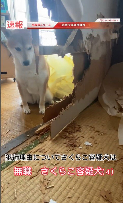 さくらこちゃんの現行犯逮捕3