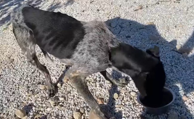 ドッグフードを食べる犬