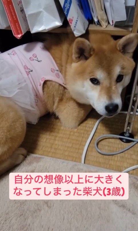 棚に入りたいころんちゃん3