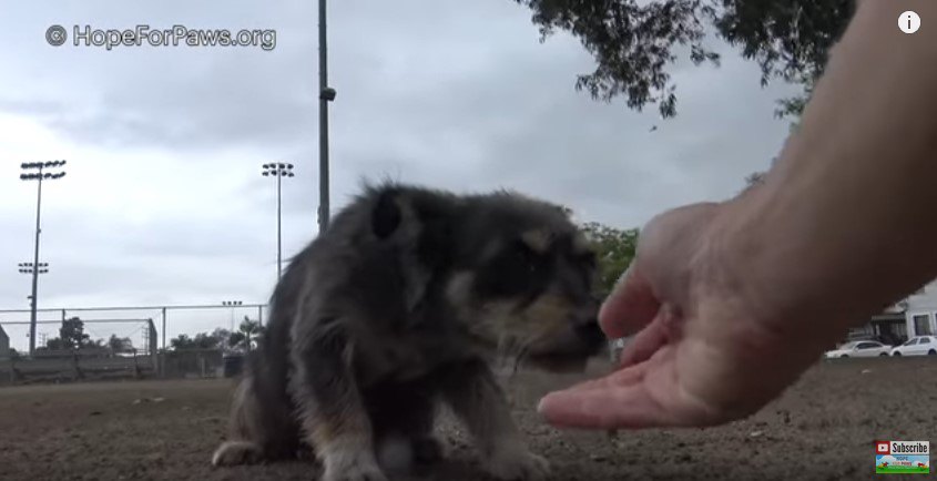 手の臭いをかぐ犬