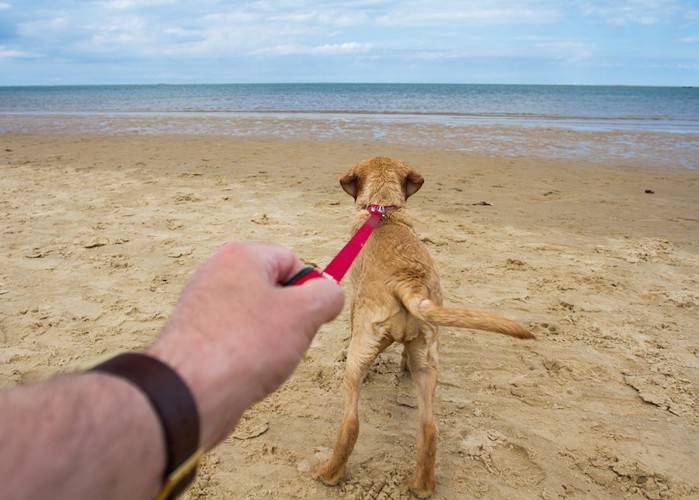 浜辺でリードを引っ張る犬