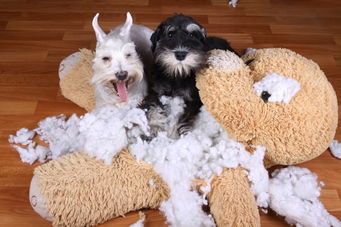 壊れたぬいぐるみと2匹の犬