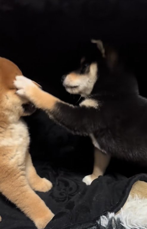 パンチする豆柴の子犬