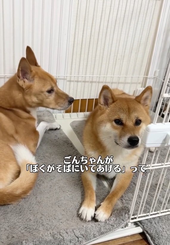 明智くんに寄り添うごんちゃん