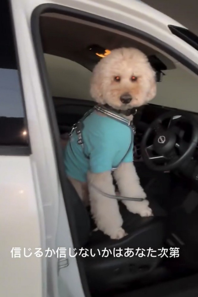 運転席で立ち上がる犬