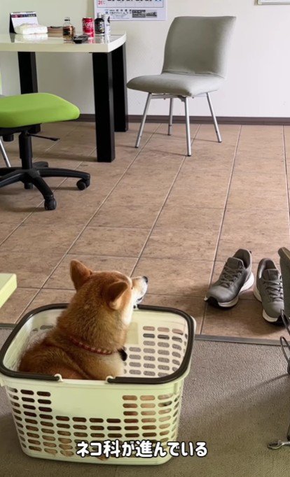 猫さんに教えてもらった！？