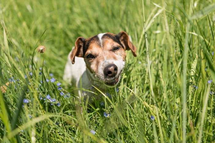 草むらで草をむしる犬