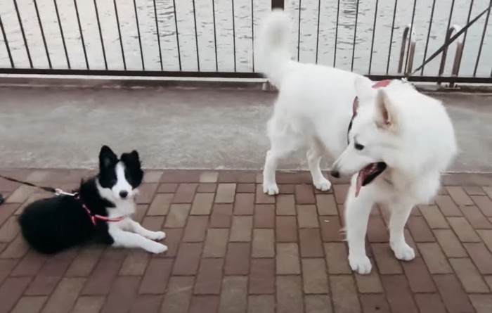 伏せた子犬を見る犬