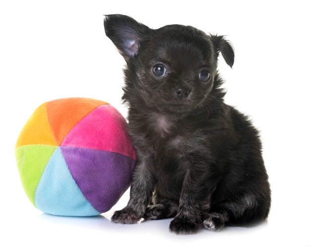 おもちゃのボールの隣に座る黒いチワワの子犬