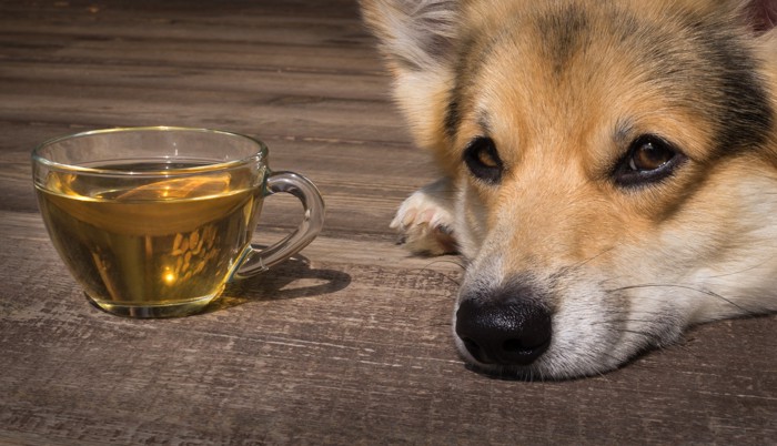 緑茶以外のお茶が入ったカップの横で伏せる犬