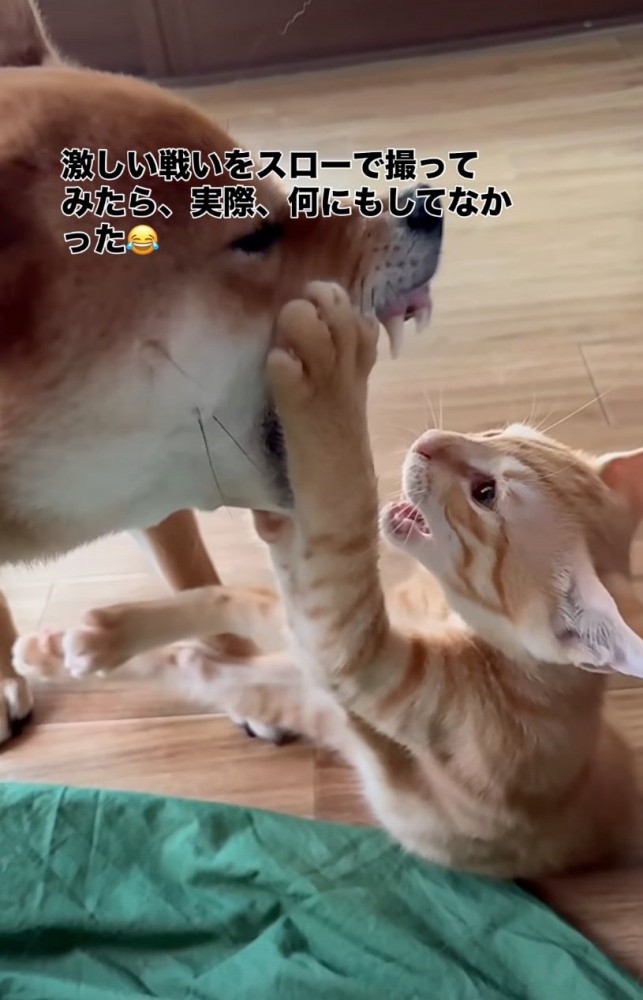 前足を噛もうとする犬