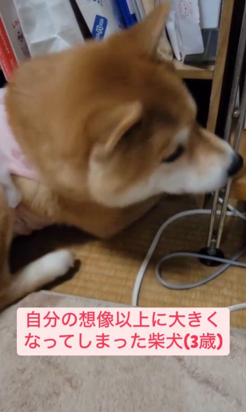 棚に入りたいころんちゃん7