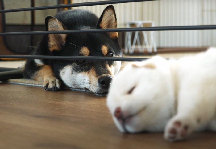 柵越しに子犬を見つめる母犬