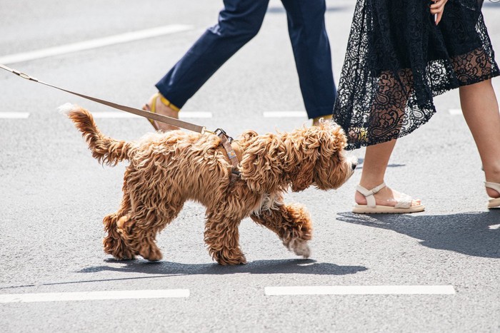 アスファルトの上を歩く犬