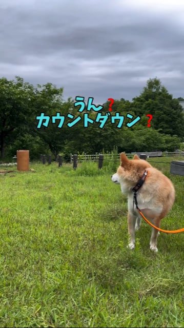 芝生の上でうしろをむく柴犬