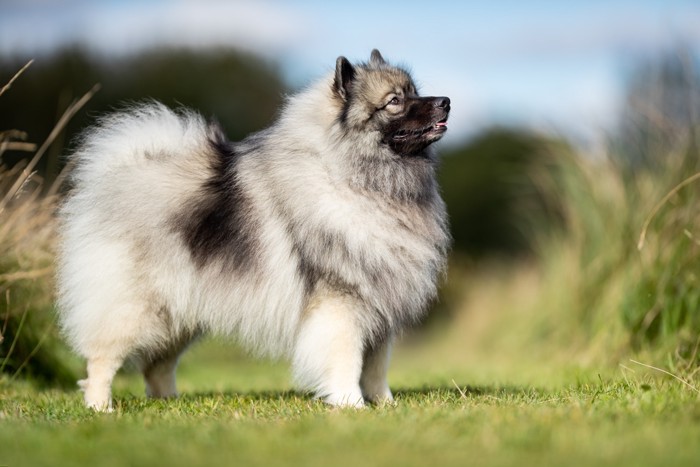芝生の上に横向きに立っているキースホンド