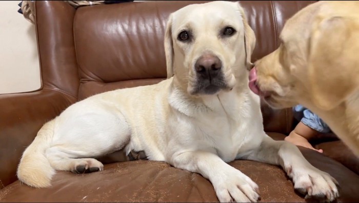 白い犬に顔を近づける茶色い犬