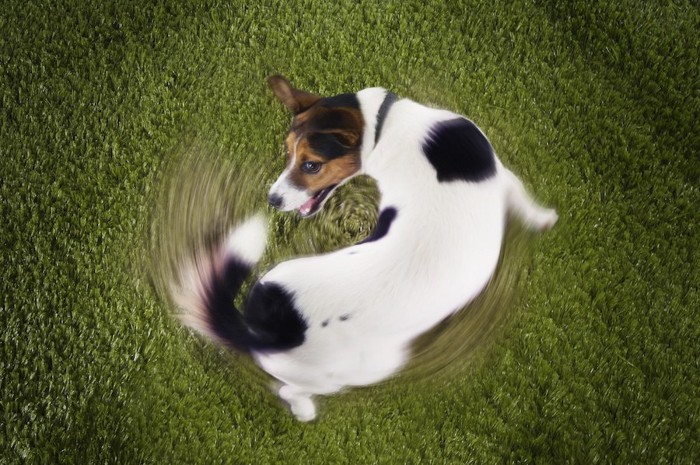 自分の尻尾を追いかけて回る犬