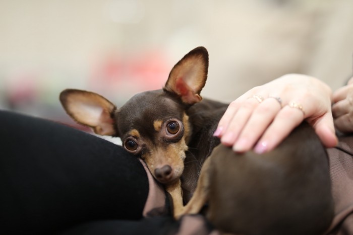飼い主の膝の上でくつろぐロシアントイテリア