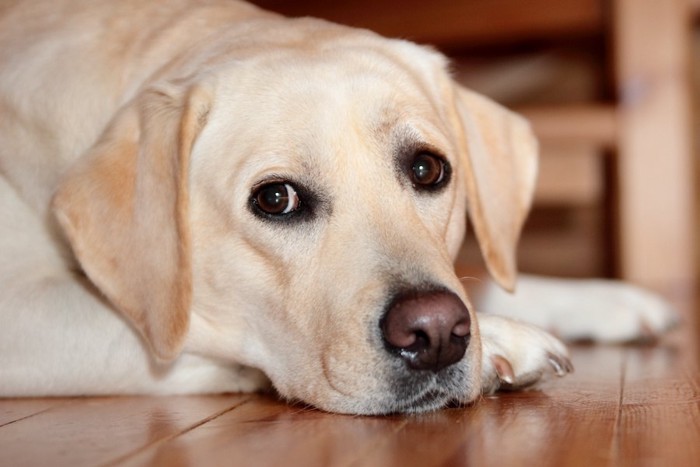 伏せてじっとこちらを見つめる犬