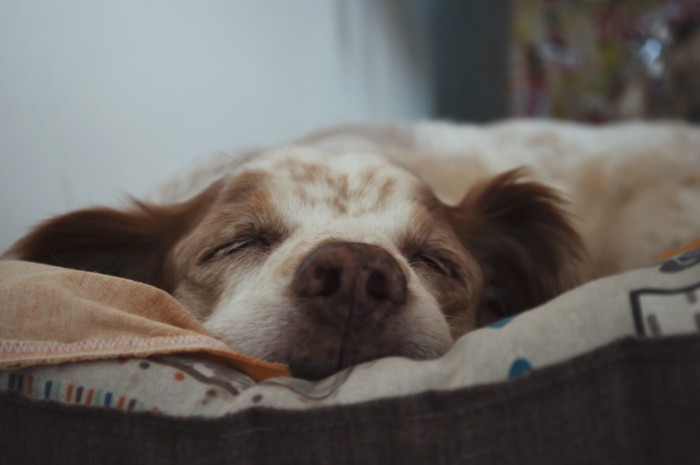 眠る犬