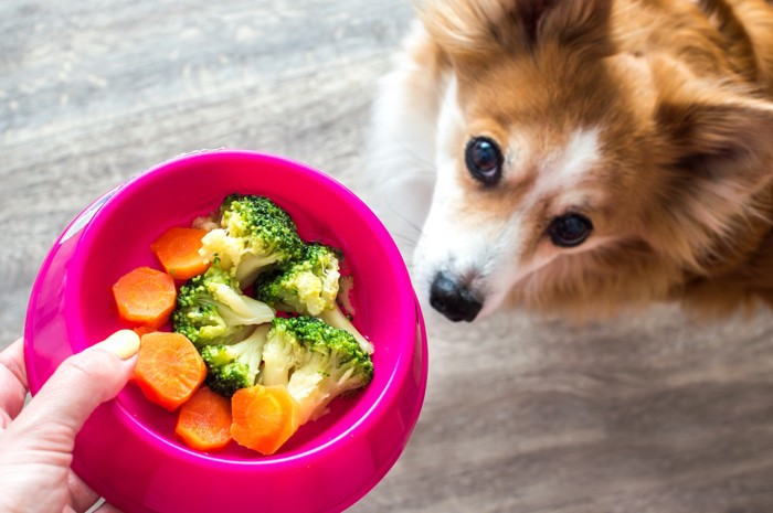 人が手に持つブロッコリーが入った食器を見つめる犬