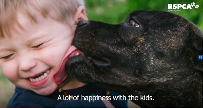 子供の顔を舐める犬