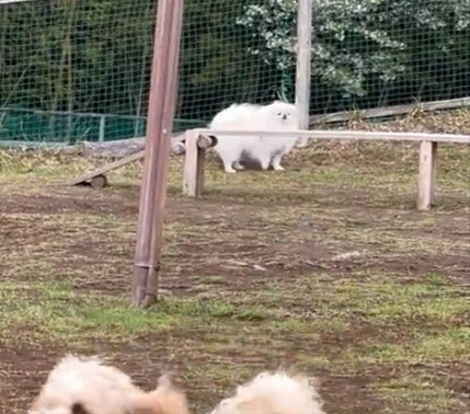 飼い主さん