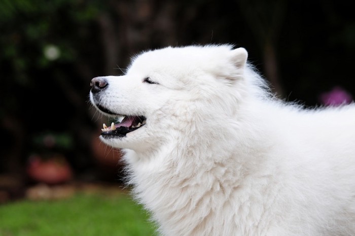 目を閉じるサモエド犬