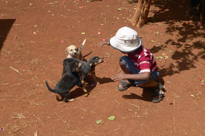 子どもと遊ぶ子犬たち