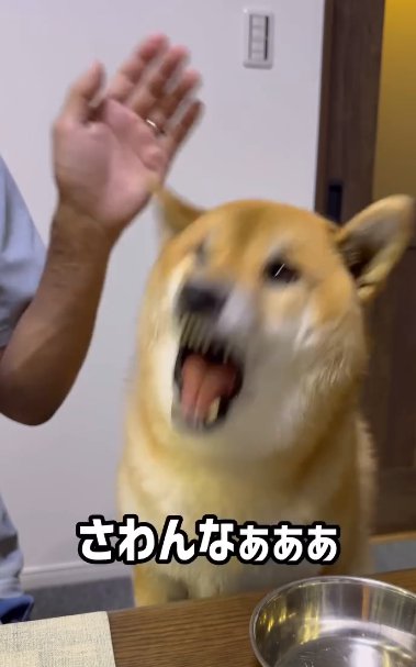 ムキ顔で荒ぶる柴犬