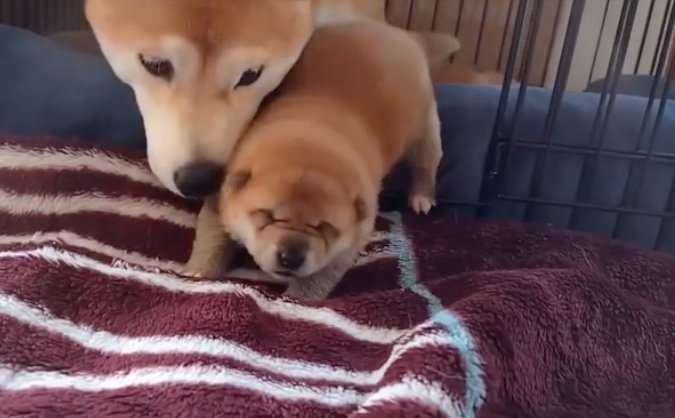 赤ちゃんを宥める母犬