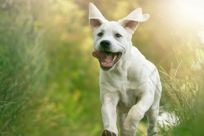 元気に走る犬