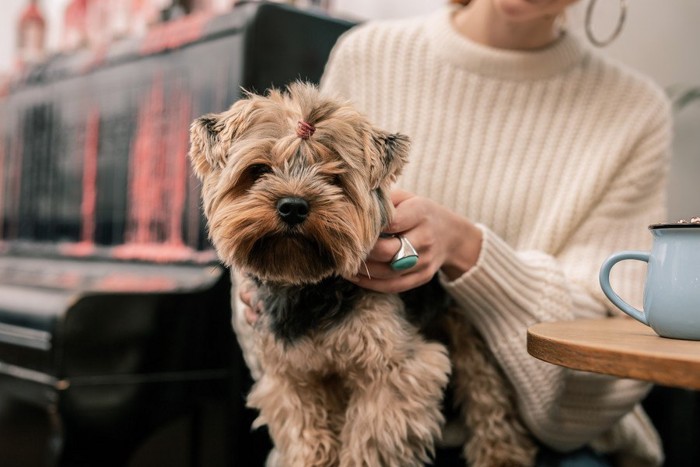 カフェ店内の床に伏せる犬