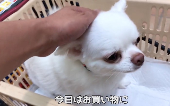 周りを見渡す犬