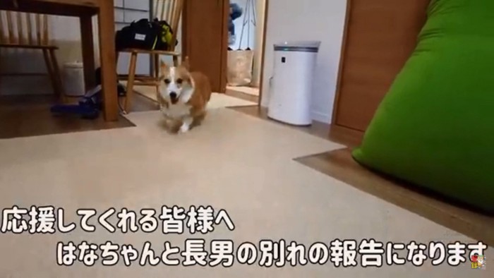 コーギーのはなちゃん