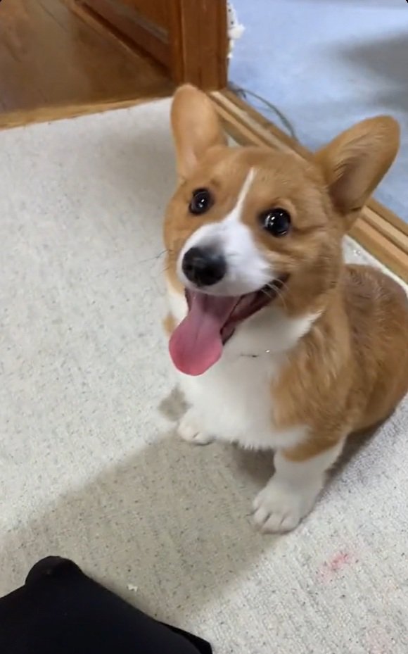 おすわりするロイくん