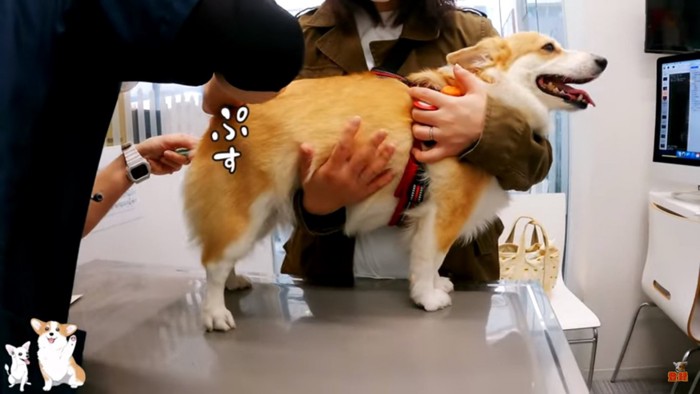 体温測定されるつむぎちゃん