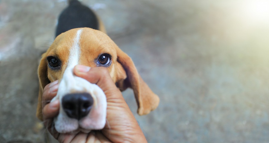 マズルをつかまれているビーグル犬