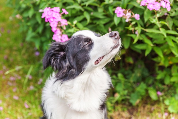 ニオイを嗅ぐ犬