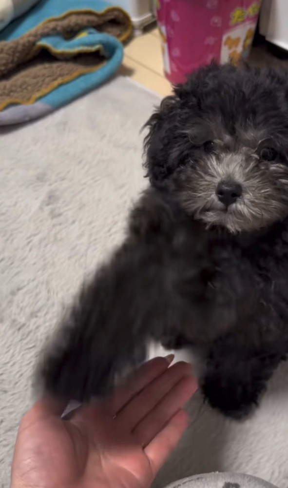 ドヤ顔でお手をする犬