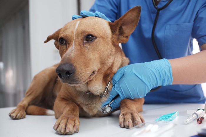 聴診、茶の犬
