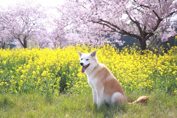 桜と菜の花