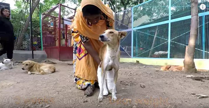 回復に向かう犬