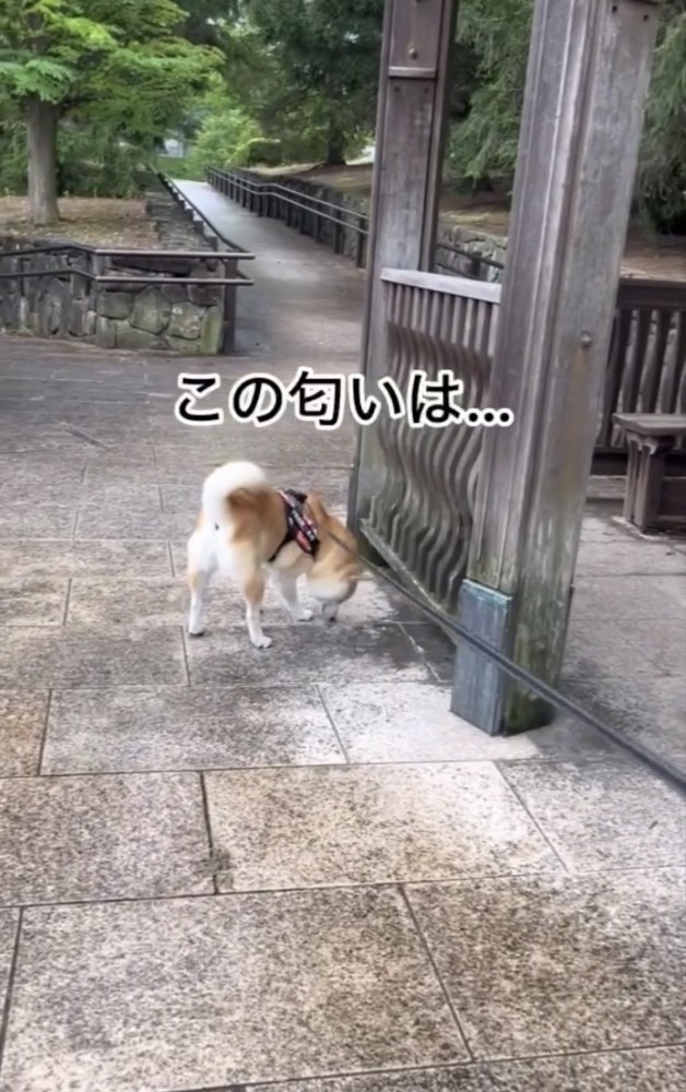 匂いをかぐ犬