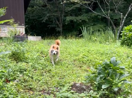お庭