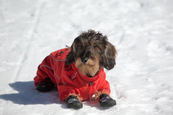 靴を履いている犬