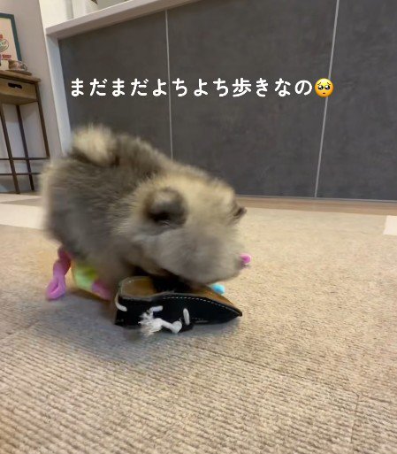 危なっかしさがたまらない