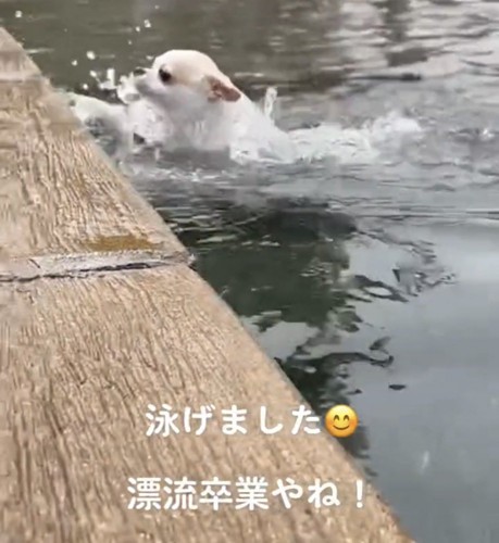 勢いよく泳ぐ犬